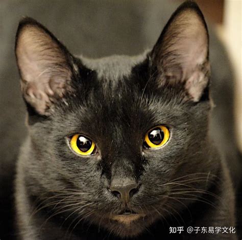 黑猫进屋万字|遇到黑猫各种预示什么（遇到黑猫是好事还是坏事）